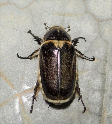 Anoxia villosa